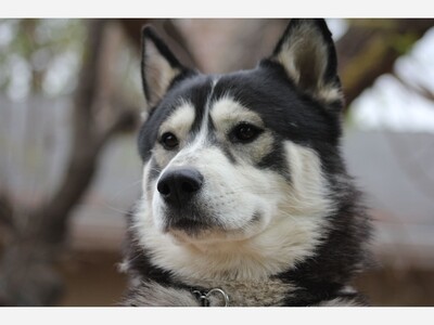 Preventing & Saving Dogs From Choking