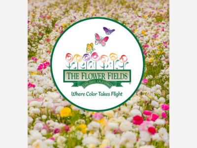 Flower Fields at Carlsbad Ranch Opens March 1st