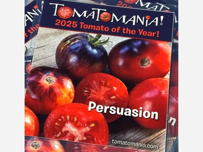 Tomato Plants & Seeds at Tomato Mania & Lollapalooza!