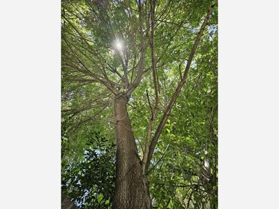 Dramatic Tragedy for Tree Trimmer in Canoga Park