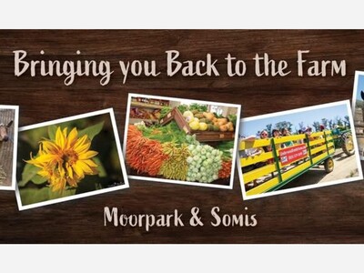 Tulip Garden Experience - Underwood Family Farms