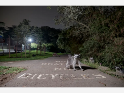 Uncovering Our Concrete Jungle