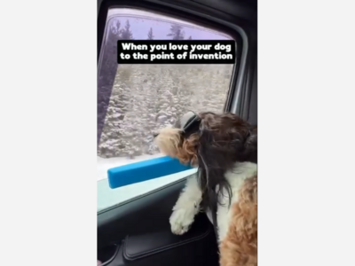 Los Angeles Dog Owner Receives Patent for  Whiffie™ Cushion