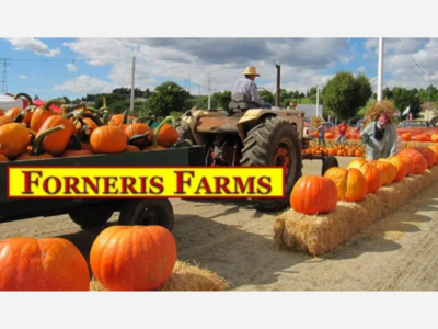 Forneris Farms  Pumpkin Patch is Open