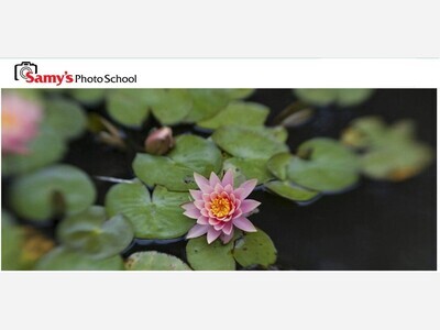Photographing the Gardens at the Huntington Library 