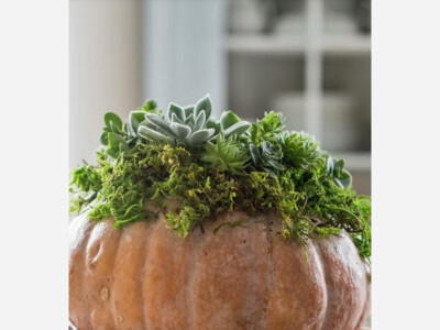Succulent Pumpkin Workshop 🎃