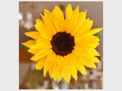 Crepe Paper Sunflower