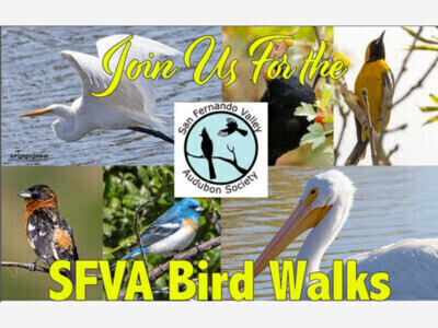  SFV Audubon Society: Hansen Dam Bird Walk 8/23/25