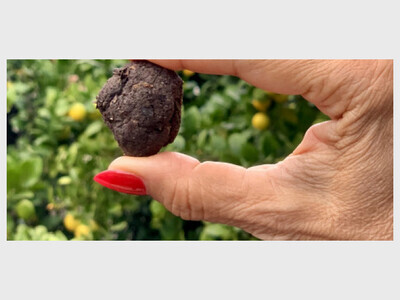 Guerrilla Gardening: DIY Seed Bombs